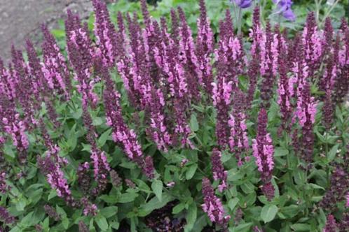 salvia nemerosa deep roze, vaste plant, bodembedekker, Tuin en Terras, Planten | Tuinplanten, Vaste plant, Bodembedekkers, Halfschaduw