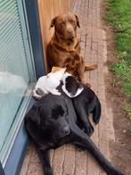 Labrador puppy's/puppies te koop, Dieren en Toebehoren, Overige rassen, 8 tot 15 weken, Meerdere, Meerdere dieren