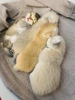 Britse Korthaar kittens te koop – Golden Shaded & Cream, Dieren en Toebehoren, Meerdere dieren, Kortharig, 0 tot 2 jaar