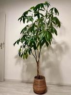 Pachira aquatica Geldboom plant 2.2m, Ophalen, Zo goed als nieuw