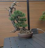bonsai Pinus Sylvestris, Tuin en Terras, Planten | Bomen, Ophalen, Volle zon, Overige soorten, Minder dan 100 cm