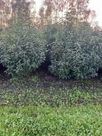 Portugese laurier, Ophalen, Laurier, 100 tot 250 cm