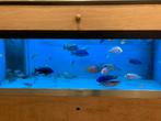 Kweek stelling aquarium vissen malawi, Dieren en Toebehoren, Vis