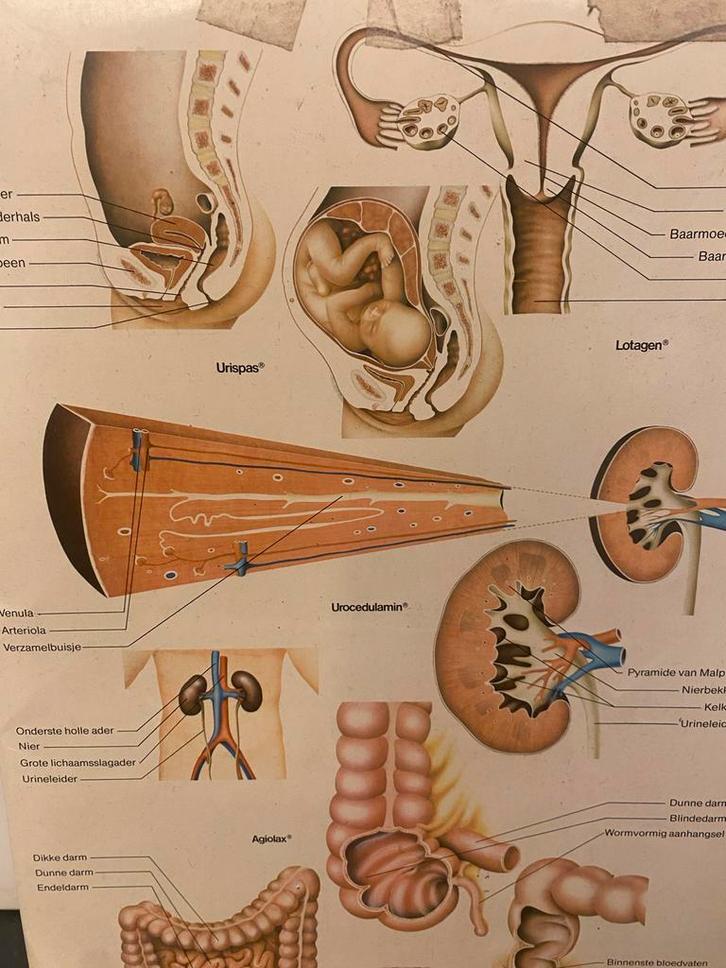 Anatomie Poster - Menselijk Lichaam, Antiek en Kunst, Antiek | Schoolplaten, Natuur en Biologie, Ophalen of Verzenden