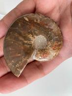 Gepolijste Ammoniet Fossiel, Verzamelen, Mineralen en Fossielen, Ophalen of Verzenden, Fossiel