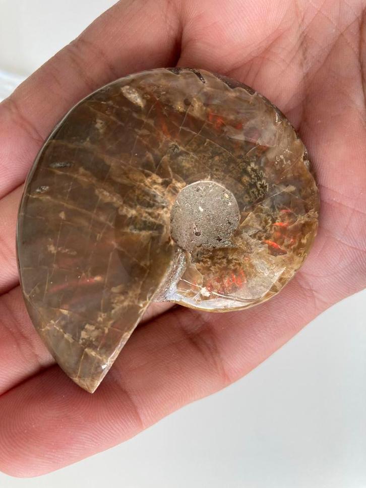 Gepolijste Ammoniet Fossiel, Verzamelen, Mineralen en Fossielen, Fossiel, Ophalen of Verzenden