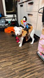 American Pitbull Terriers, België, Particulier, Overige rassen, 8 tot 15 weken