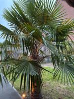 Palm boom, Ophalen of Verzenden, Gehele jaar, Volle zon