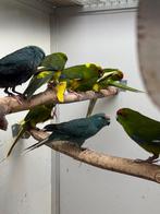 Kakarikie, Dieren en Toebehoren, Vogels | Parkieten en Papegaaien, Mannelijk, Parkiet, Geringd