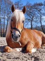 Weidemaatje, Weidegang, 1 paard of pony