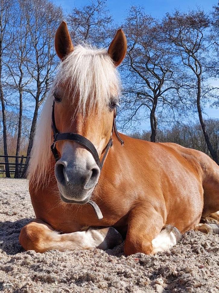 Weidemaatje, Dieren en Toebehoren, Stalling en Weidegang, Weidegang, 1 paard of pony