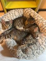 Kittens, Dieren en Toebehoren, Katten en Kittens | Overige Katten, Meerdere dieren, Kortharig, 0 tot 2 jaar
