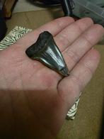 Grote haaientand fossiel, Ophalen of Verzenden, Fossiel