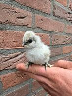 3 USA zijdehoen hennetjes samen €25,-, Dieren en Toebehoren, Pluimvee, Vrouwelijk, Kip