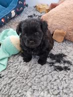 Schitterende boomer pups., Parvo, 8 tot 15 weken, Meerdere, Meerdere dieren