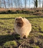 dekreu teacup pomeriaan NIET TE KOOP!, België, Particulier, 1 tot 2 jaar, Eén hond