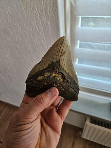 megalodon tand beschikbaar voor biedingen