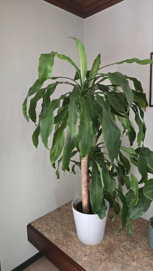 Dracaena fragrant van 130 cm te koop, Huis en Inrichting, Kamerplanten, Overige soorten, Ophalen