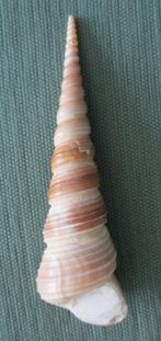 Gastropode uit het Plioceen van Java; Turritella chalcedoon, Verzenden, Fossiel