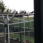 Sierduiven, Dieren en Toebehoren, Vogels | Duiven, Meerdere dieren, Overige soorten