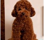 Gezocht! Kleine rode dekreu toypoodle voor dekking, Dieren en Toebehoren, Reu, 1 tot 2 jaar, Eén hond, Nederland