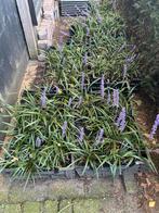 Liriope muscari 'Money Maker' - Prachtige Bodembedekker, Tuin en Terras, Planten | Tuinplanten, Ophalen, Bodembedekkers, Vaste plant