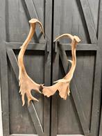Geweien Damhert - Decoratief, Ophalen of Verzenden, Gebruikt