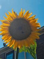 Zonnebloem zaden, Ophalen, Volle zon