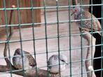 Diamantduifjes 5,00 per stuk, Dieren en Toebehoren, Vogels | Duiven, Meerdere dieren, Overige soorten