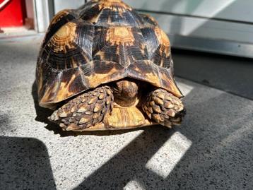 Sulcata,  bijzondere Hybride Sulcata X Pardalis  beschikbaar voor biedingen