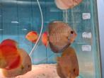 Discus Blue Snake Skin, Symphysodon Discus, Dieren en Toebehoren, Vis, Zoetwatervis