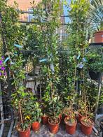 Toscaanse Jasmijn / Sterjasmijn 200cm hoog, Tuin en Terras, Planten | Bomen, Ophalen of Verzenden, Overige soorten, 100 tot 250 cm