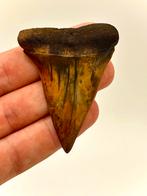 Fire! C.Hastalis uit Rumst, belgië 2.5 inch, Sieraden, Tassen en Uiterlijk, Ophalen of Verzenden, Zo goed als nieuw