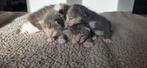 Prachtige kittens (beschrijving goed lezen), Dieren en Toebehoren, Katten en Kittens | Overige Katten, Meerdere dieren, Kortharig