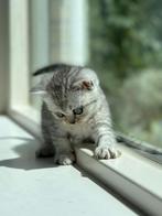 Britse Korthaar Katten, Dieren en Toebehoren, Meerdere dieren, Ontwormd, 0 tot 2 jaar