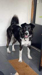 Huisje gezocht voor onze lieve panda, Particulier, 1 tot 2 jaar, Buitenland, Teef