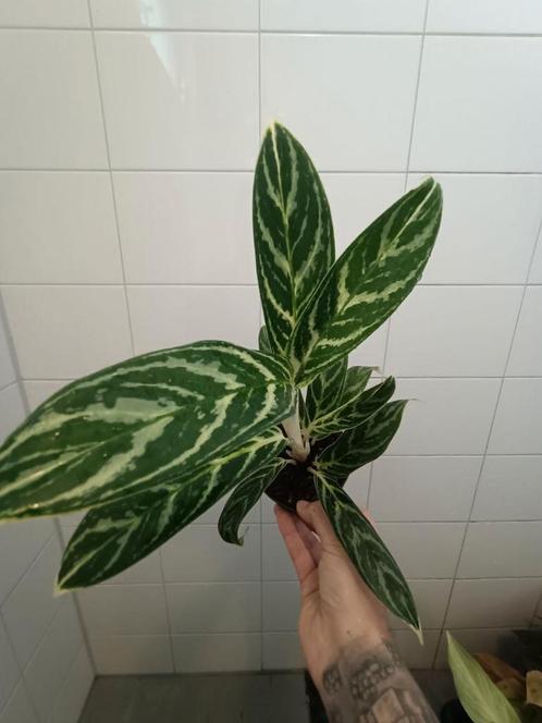 Aglaonema zebra feathers, Huis en Inrichting, Kamerplanten, Overige soorten, Minder dan 100 cm, Ophalen of Verzenden