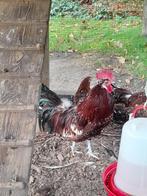 Friese kippen Haan, Dieren en Toebehoren, Pluimvee, Mannelijk, Kip