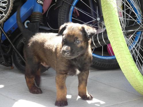Mechelse herder pups KNPV sport ouders, Dieren en Toebehoren, Honden | Herdershonden en Veedrijvers, Reu, Herder, Particulier