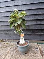 Malus Domestica 'Pillar Apple' Handappel, Lente, Minder dan 100 cm, Volle zon, In pot