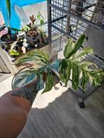 Monstera albo hoge veriegatie, Ophalen, Overige soorten, Halfschaduw, Minder dan 100 cm