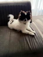 Te koop super lief pomchi meisje van 4.5 maand, HCC (leverziekte), 15 weken tot 1 jaar, Overige rassen, Teef