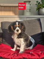 cavalier king charles pups, Dieren en Toebehoren, Honden | Retrievers, Spaniëls en Waterhonden, België, Rabiës (hondsdolheid)
