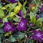 Vinca minor atropurpurea, maagdenpalm, bodembedekkers, Bodembedekkers, Vaste plant, Ophalen of Verzenden, Halfschaduw