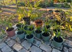 Winterharde Trachycarpus Palmboom - Diverse Maten, Volle zon, Vaste plant, Bloeit niet, Ophalen