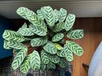 Fraaie Calathea met mooi bladpatroon in mand., Huis en Inrichting, Kamerplanten, Overige soorten, Minder dan 100 cm, Halfschaduw