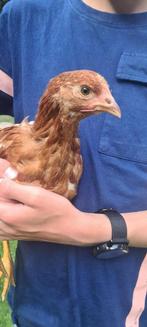 Jonge Bruine Leghennen - Lohman Brown, Dieren en Toebehoren, Pluimvee, Vrouwelijk, Kip