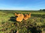 Jonge wyandotte kriel kippen buff kleur gesekst + ingeënt, Dieren en Toebehoren, Pluimvee, Vrouwelijk, Kip