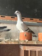 Mooie twee stuks jonge duiven tekoop, Meerdere dieren, Overige soorten