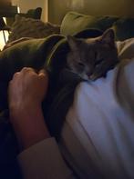 Britse Korthaar, Dieren en Toebehoren, Kater, Gechipt, 0 tot 2 jaar